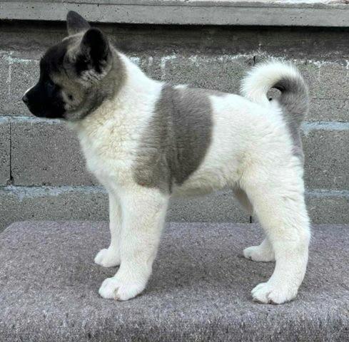Akita Puppies Available Now For Sale
