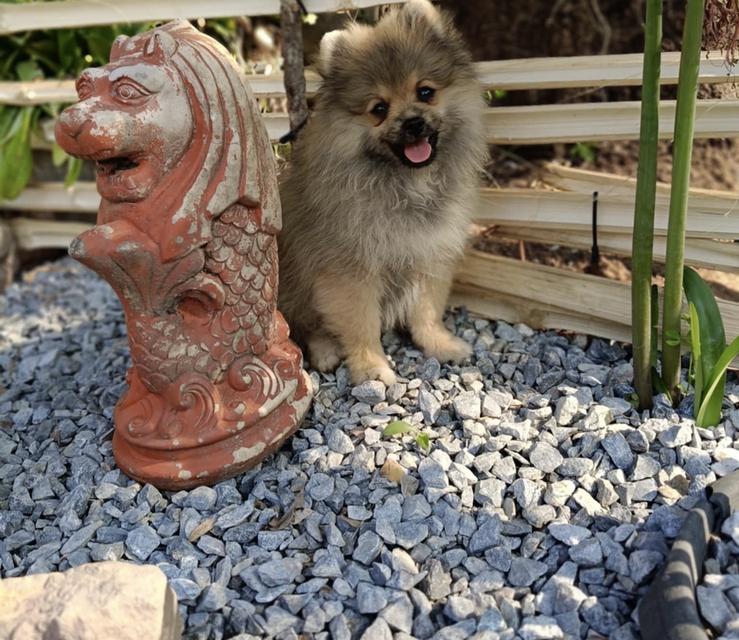 น้องน่ามึน