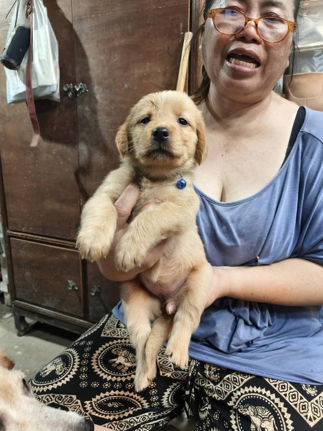 สุนัขโกลเด้นรีทรีฟเวอร์