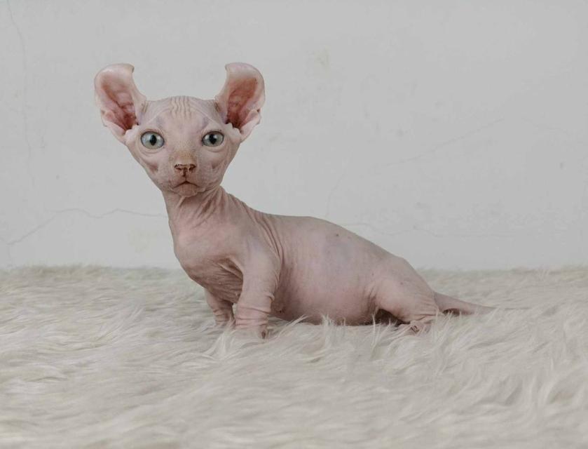 30.แมวดเวล/เพศผู้ หาบ้าน Dwelf Cat/Male looking for a new home 4