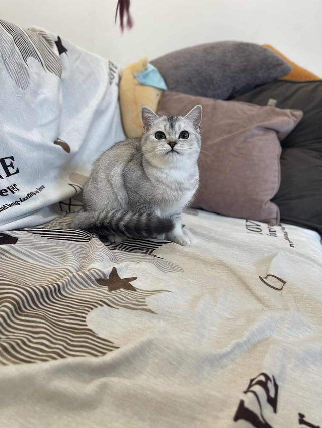 สาวสก็อต 8