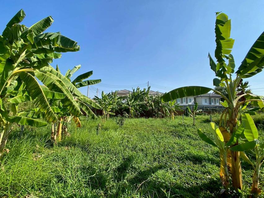 ขายต่ำกว่าประเมิน ที่ดินหมู่บ้านปาริชาต 76 ตรว ถมแล้วทั้งแปลง โซน A62/1 ถนน 345 อ.เมืองปทุมธานี จ.ปทุมธานี 9