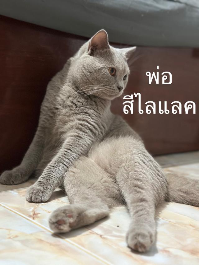 บริติช ชอร์ตแฮร์ เพศเมีย