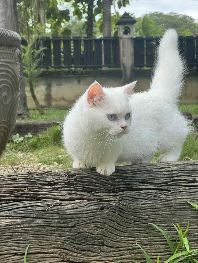 แมวมันช์กิ้น