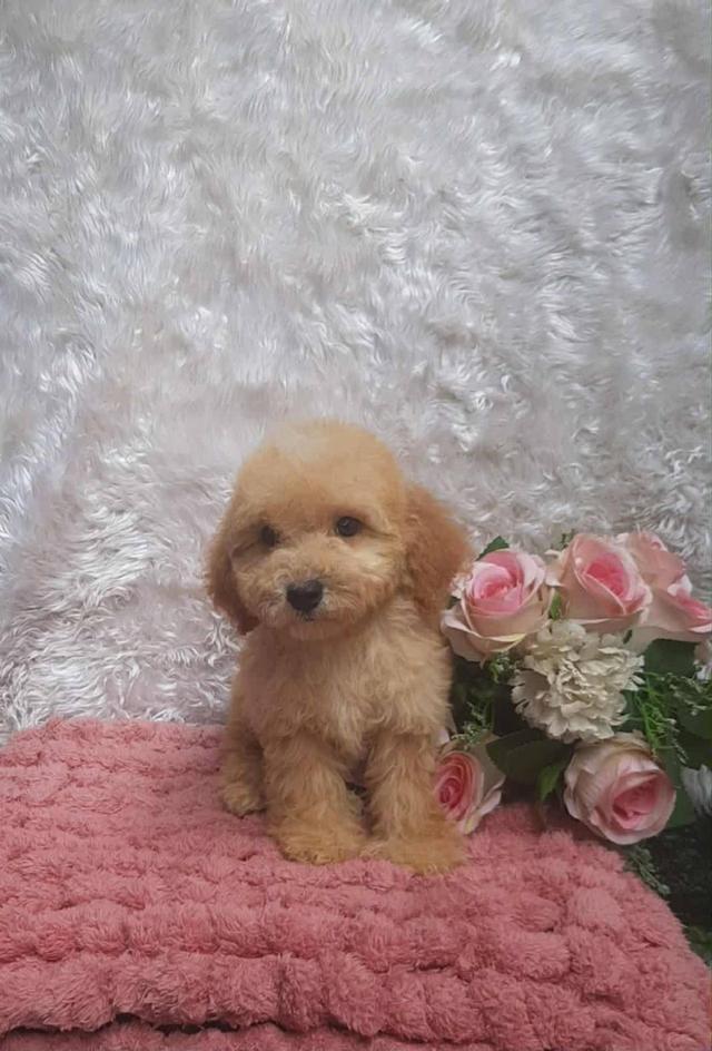 Poodle พุดเดิ้ลแท้ เพศชาย สีน้ำตาลทำวัคซีนเข็มแรก5โรค ถ่ายพยาธิ พร้อมย้ายบ้าน สุขภาพแข็งแรง รับประกันสุขภาพ ส่งได้ทั่วไทย ทั้งทางเครื่องบินและทางรถ