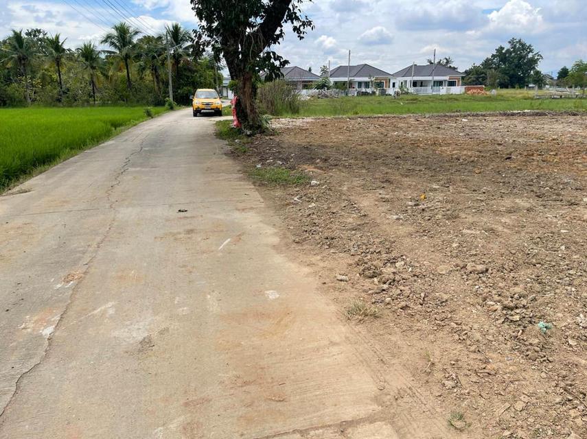 ขายที่ดินถมแล้ว วิวดอยสุเทพ 244 ตารางวา ตำบลตลาดขวัญ อำเภอดอยสะเก็ด เชียงใหม่ ใกล้ตัวเมืองเชียงใหม่ 5