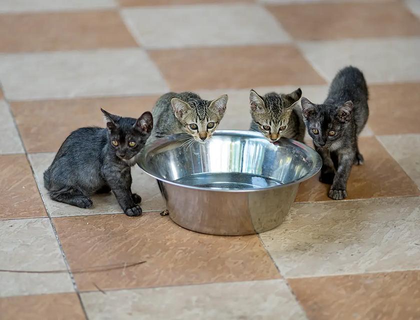 Cat kitten in Pattaya