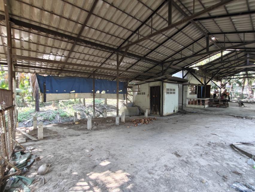 ขายที่ดิน บ้านและสวนมะพร้าว 20