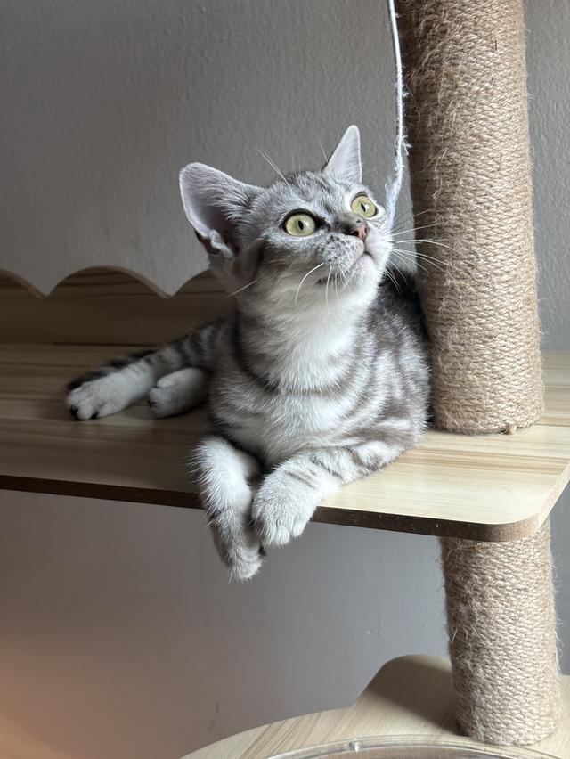 แมว อเมริกัน ช็อตแฮร์