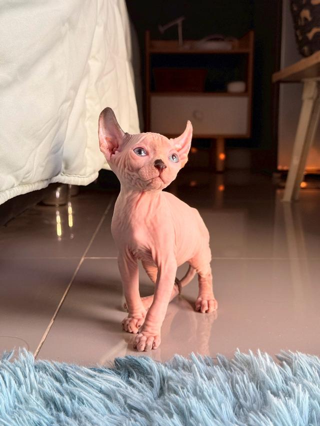 แมว สฟิงซ์ เพศ เมีย พร้อมย้ายบ้าน 4