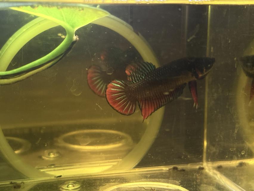 ปลากัดป่าแก้มแดงลูกช้อน 2