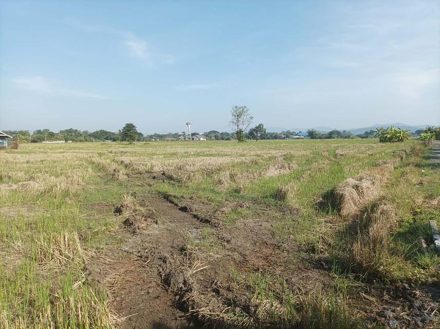 ขายที่ดิน5ไร่ วิวสวย ต.ป่าป้อง อ.ดอยสะเก็ด จ.เชียงใหม่ 8