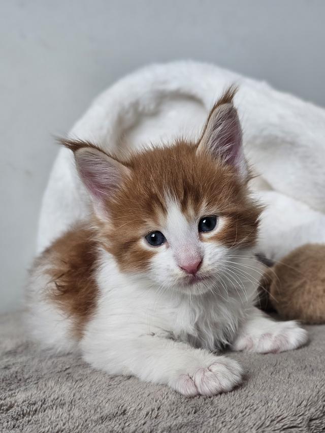 ลูกแมวเมนคูนแท้ เพศผู้ 9