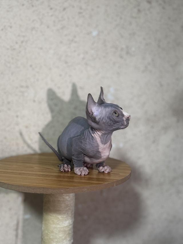 ลูกแมวสฟิงซ์ (Bambino) ขาสั้น สีบลู รูปที่ 2