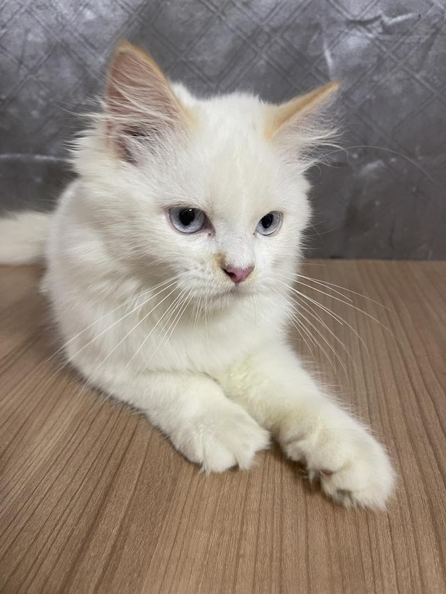 คนขายเลี้ยงเองครับ น้องแมวพันธุ์ อเมริกันเคิร์ลผสมหิมาลายัน เพศชาย ตาสีฟ้า รูปที่ 6