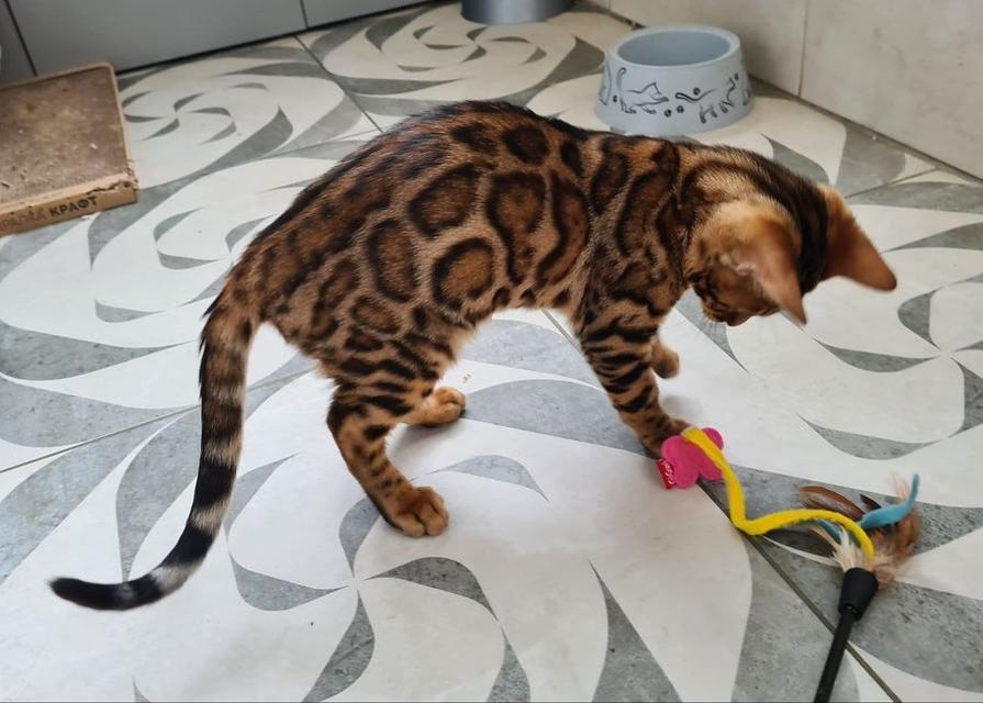 Bengal Kittens  WhatsApp me : ( +63 985 762 7466 ) 3