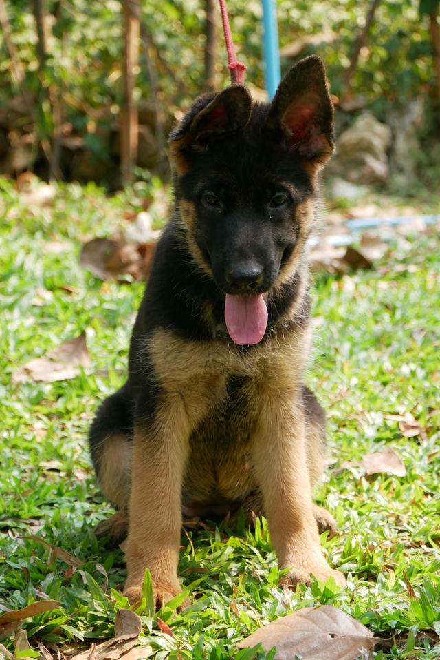 สุนัขเยอรมันเชพเพอด ลูกสุนัข รูปที่ 9
