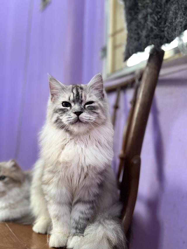 แมวเมนคูน 2