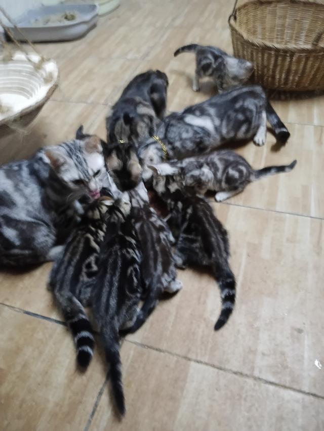 ขายน้องแมวอเมริกันชอตแฮร์อายุสองเดือนจำนวยเก้าตัวยกหรือแยกได้ครับติดต่อเบอรฮ์โท0909549597 11