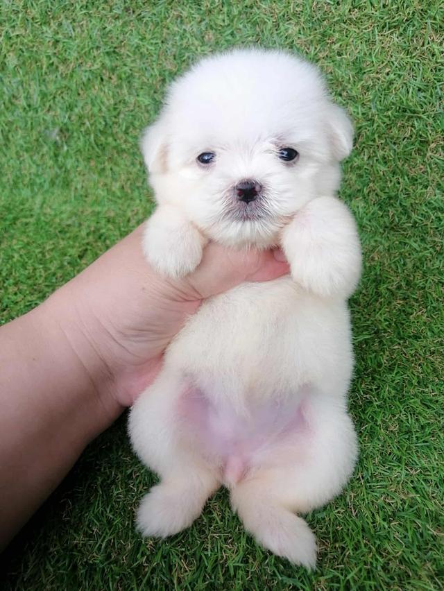 ดญ.มะลิ 3500  10