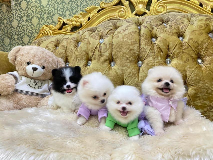 ลูกปอมแท้ พร้อมส่งทุกตัว ราคาเบาๆ สอบถามได้ค่ะ 4