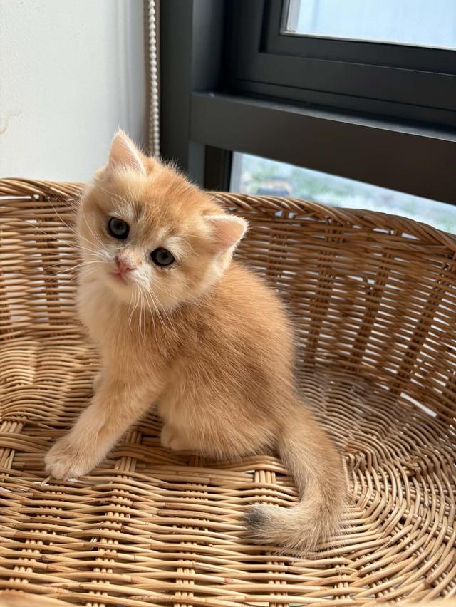 Boy 🏴‍☠️ ( รหัส : L1 ) British Shorthair รูปที่ 3