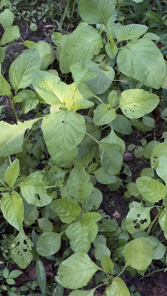 ฟาร์มหอยขมรัตนะปราจีน ขายแม่พันธุ์หอยขมรัตนะ หอยขมยักกษ์