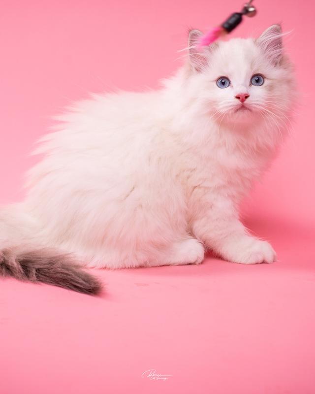 แมวแร็กดอลล์ (Ragdoll) อายุ 4 เดือน รูปที่ 5