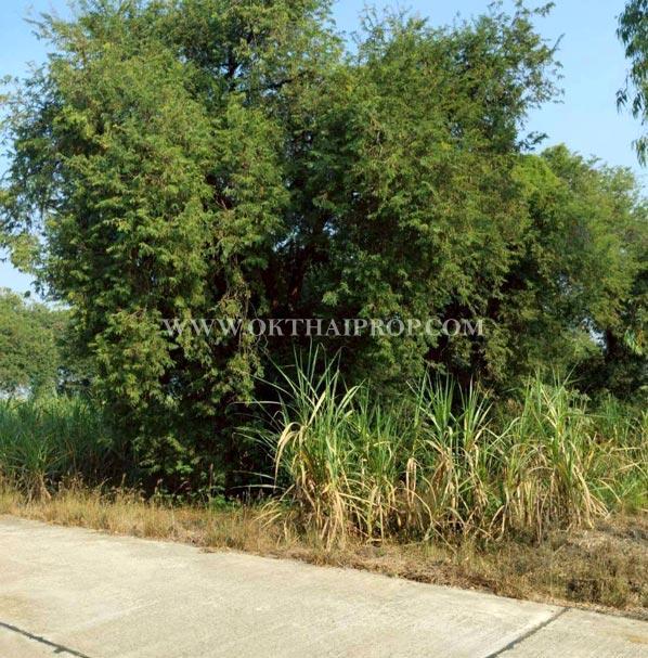 ที่ดินสวย 2 แปลง ใกล้โรงพยาบาลบึงสามัคคี อ.บึงสามัคคี จ.กำแพงเพชร 2