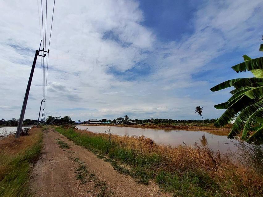 ขายถูกที่ดินคลองสิบสาม 3 ไร่เศษ ติดถนนสาธารณะ มีไฟฟ้า 3 เฟส เขตหนองจอก กทม. 6