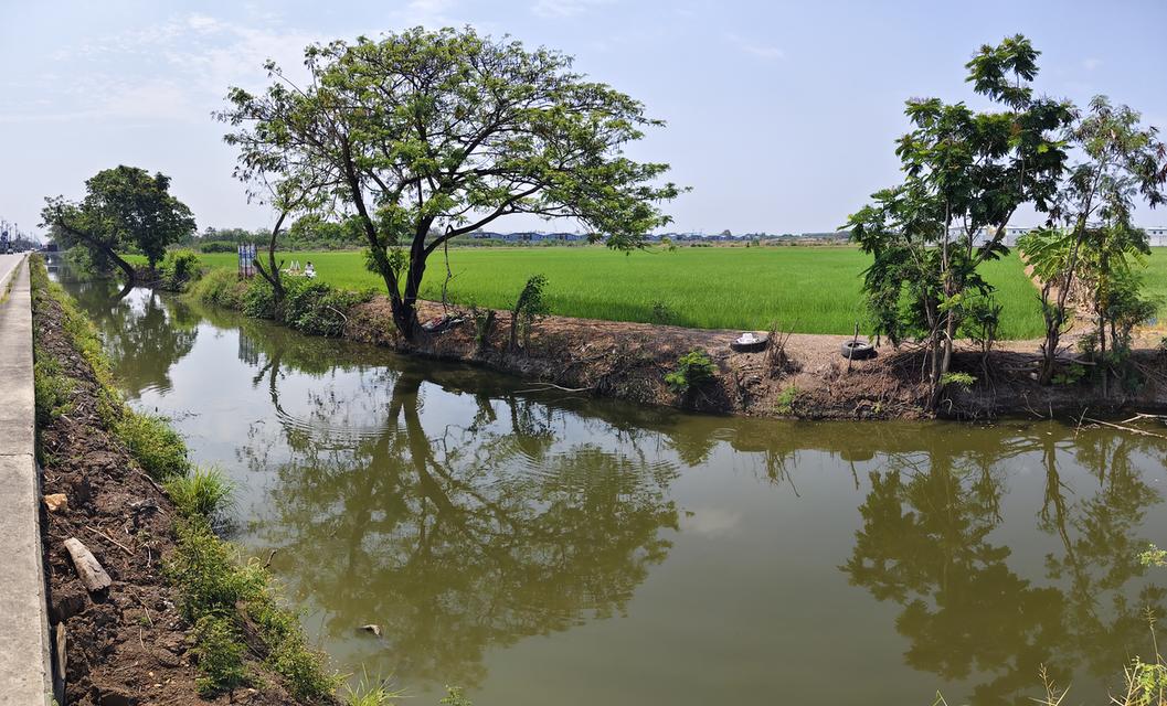 ที่ดิน ซ. เกาะเกรียง อ.เมือง จ. ปทุมธานี 3