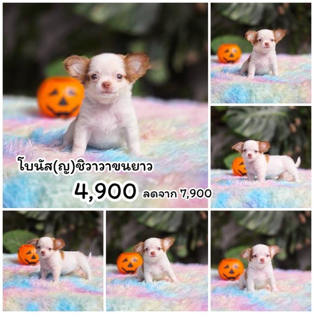 ชิวาวาแท้ ขนยาว เมีย
