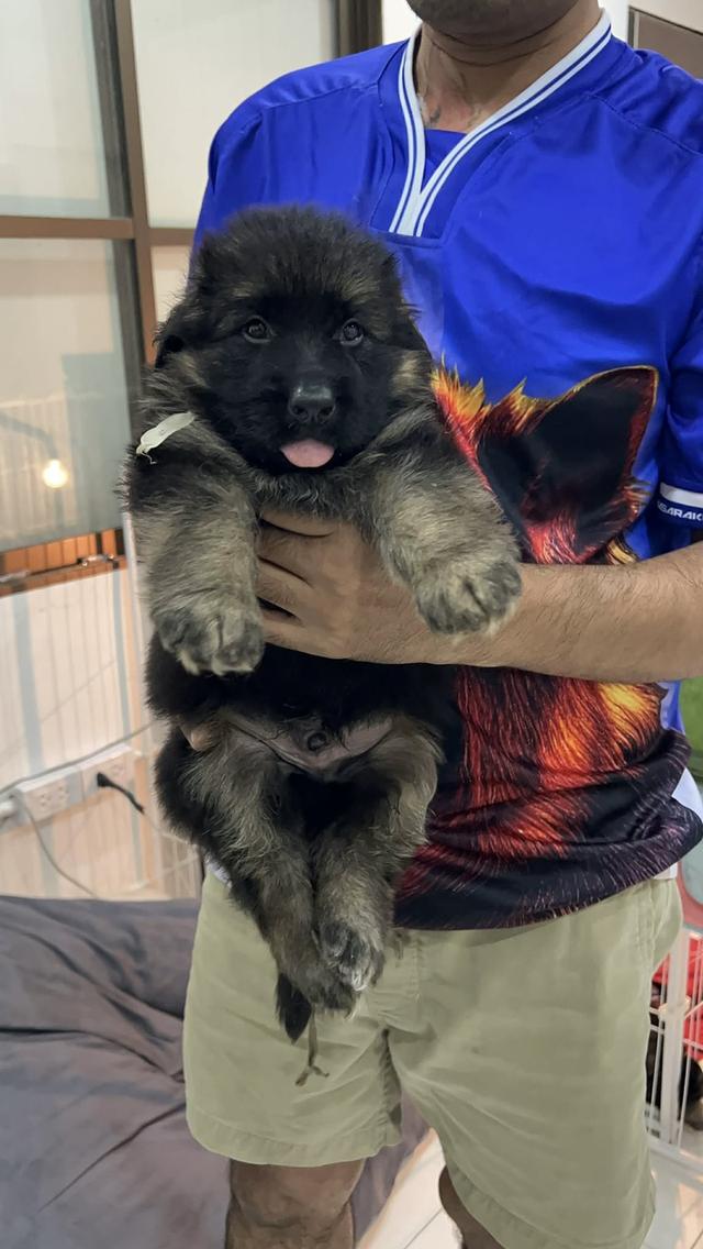 สุนัขพันธุ์เยอรมันเชพเพิร์ด