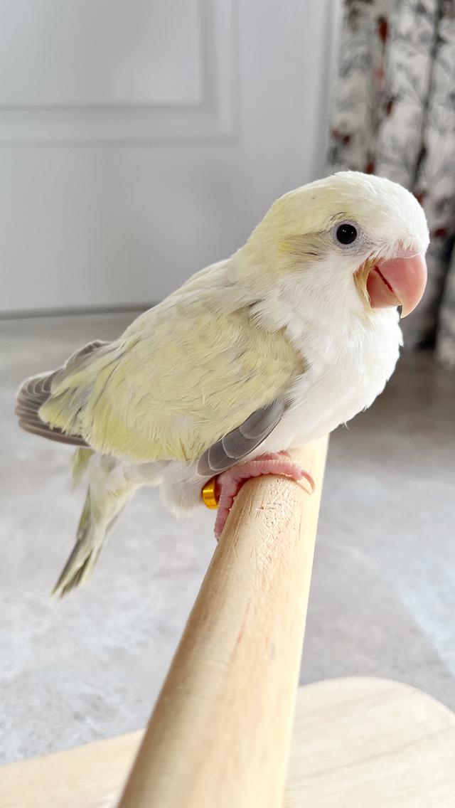 นกแก้วม๊องค์ Monk parakeet