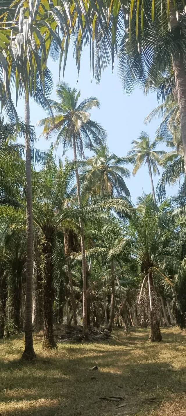 ขายบ้านพร้อมที่ดินต.อ่างทอง อ.ทับสะแก จ.ประจวบคีรีขันธ์ 3