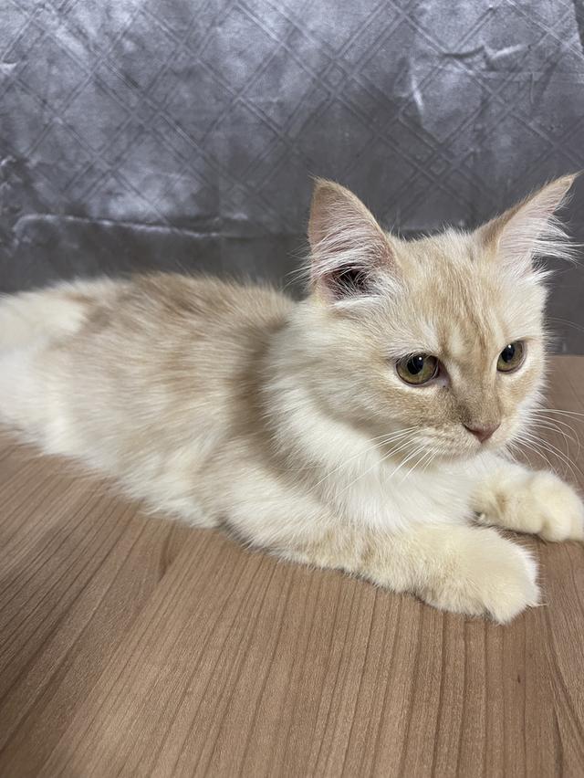 น้องแมวพันธุ์ หิมาลายันผสมชินชิล่า เพศผู้ พร้อมฉีดยาครับ 4