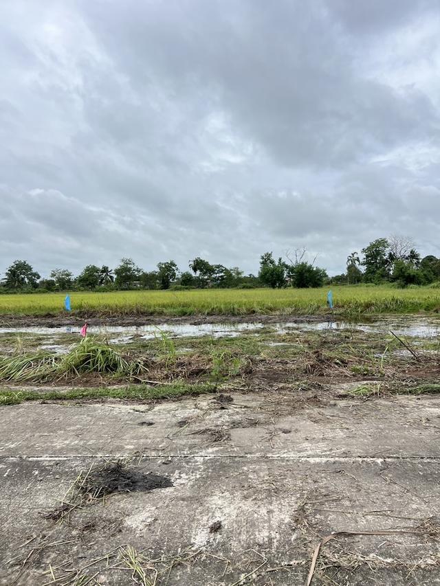 ที่ดิน หนองเสือ ปทุมธานี ขนาด 50 ตร.วา 290,000 20