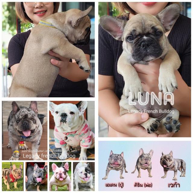 LUNA ลูกสุนัขเฟรนช์บูลด็อก เพศเมีย สีฟอว์น 6