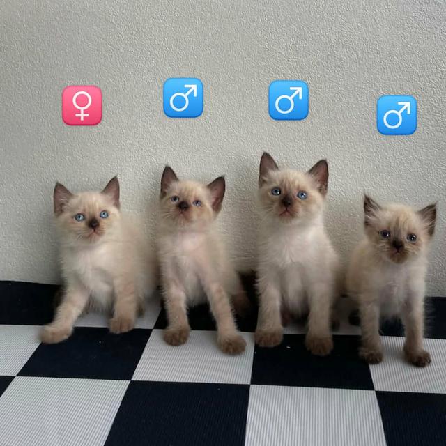 แมวหิมาลายันxวิเชียรมาศ รูปย่อยที่ 1