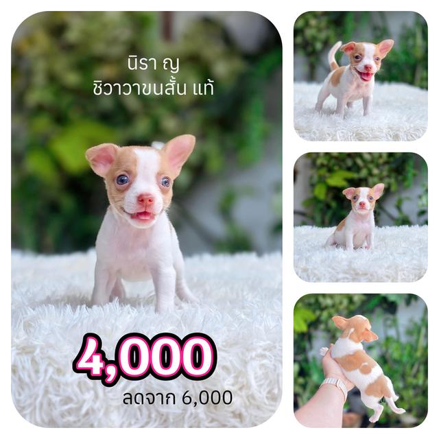 ชิวาวาขนสั้นพร้อมย้ายบ้านมีส่งเก็บปลายทาง