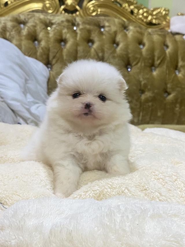 ลูกปอมเมอเรเนียนแท้ ราคาเบาๆ