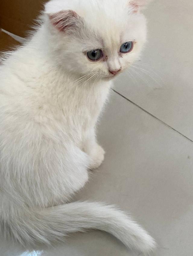 สก็อตติชสีขาว หูพับ ตาสองสี 5