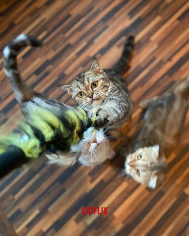“เจ้าแม่สายบู๊” สายพันธุ์ Scottish fold & American Shothair Brownเธอมาพร้อมทักษะการจู่โจมระดับโปร วิ่งเร็ว ตะปบไว และไม่มีคำว่าเหนื่อย! 🐾⚡️
