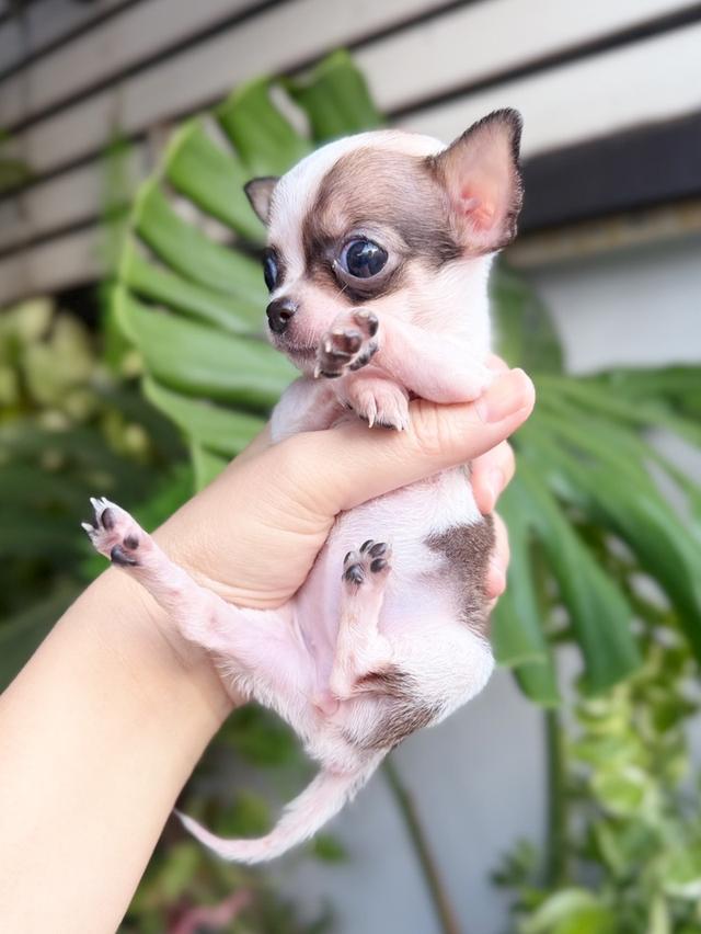 ชิวาวาแท้ ทีคัพ ขนสั้น เพศเมีย 7