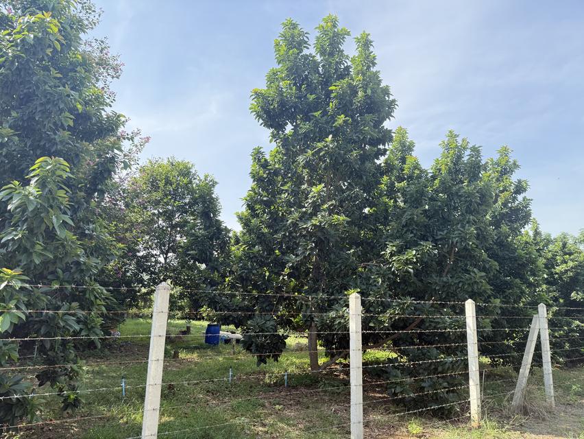 ที่ดิน 9ไร่ 1งาน 38ตารางวา สวนผลไม้ พร้อมบ้าน และสิ่งปลูกสร้าง 5