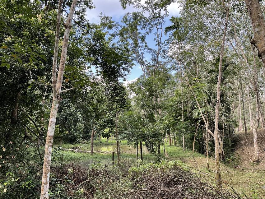 ที่ดิน13 ไร่ หน้าติดถนน 200 เมตร 8