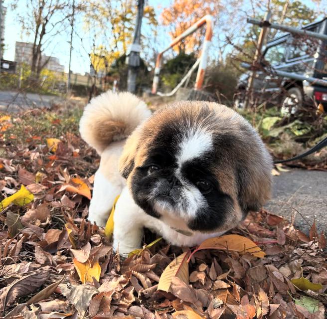 หาบ้านให้น้องหมาพันธุ์ Pekingese