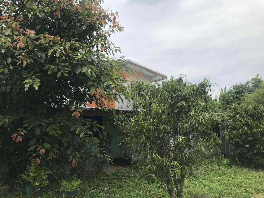 บ้านพร้อมที่ดิน 11