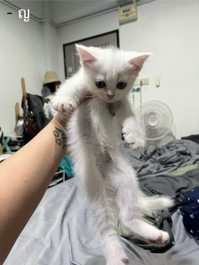 ลูกแมว สก็อตติช เปอร์เซีย รูปที่ 5