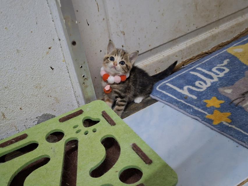 แมวสก๊อตติช ชาย1หญิง1 รูปที่ 11